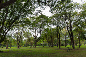Green lawn city park forest evening sky with building