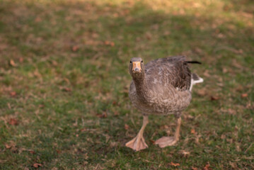 goose looking at the camera