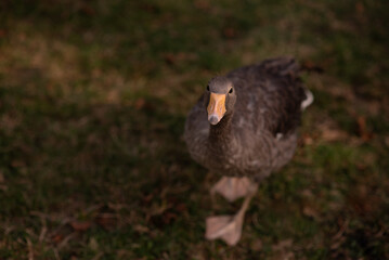 Portrait of a domestic goose looking at the camera
