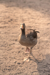 Domesticated grey goose walking