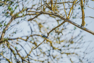 April - Fühling - Spring