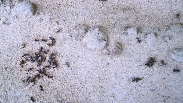 THE END OF swarming of ants. Lots of dead females. Russian Far East