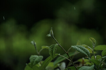 April - Fühling - Spring