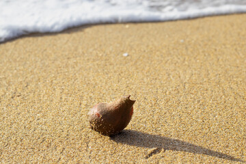 Shell of the Hermit crab found in the beach sand in the early morning