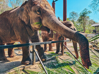 Elephant interacts with visitors during feeding time. Elephant eating grass with its trunk.