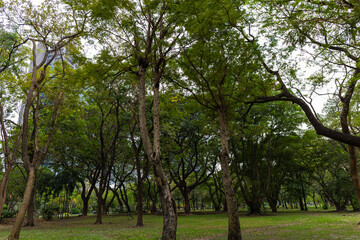 Fototapeta premium Green lawn city park forest evening sky with building