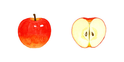 半分にカットしたりんご　フルーツの手描き水彩イラスト素材