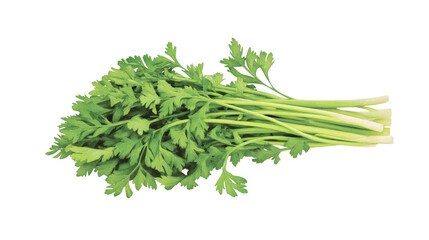 Fresh parsley bunch with vibrant green leaves, perfect for garnishing dishes and enhancing flavors