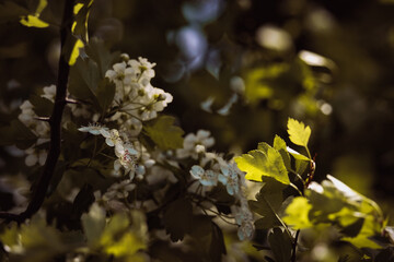 April - Fühling - Spring