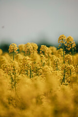 April - Fühling - Spring