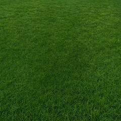 green grass texture