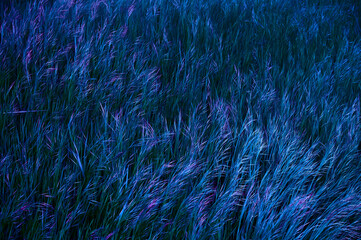 Abstract view of tall grass illuminated with neon blue and violet light, evoking a dreamy, experimental atmosphere perfect for design, art, and fashion visuals.