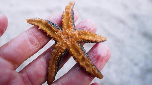 Thalassophilus. Starfish from Sea of Japan, Northern Pacific seastar and Japanese common starfish (Asterias amurensis). Many pseudopodes is rotating on reversal side. Russian Far East