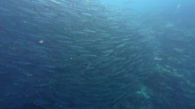Maratua, Indonesia: Underwater footage of a large school of barracudas swirling in the water of the Chanel scuba diving site in Maratua in the Derawan islands in Indonesian Borneo with a slow motion