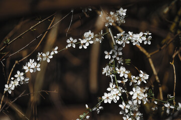 April - Fühling - Spring