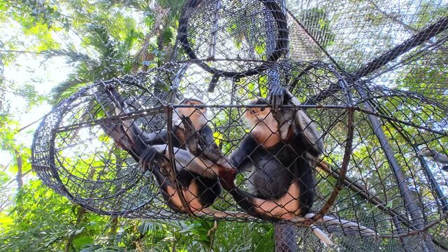 Red-shanked Douc Langur (Pygathrix nemaeus).