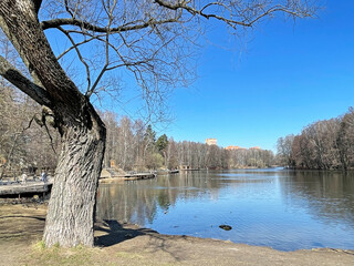 Beautiful spring landscape. Trees on the banks of the Pekhorka River in Balashikha in April