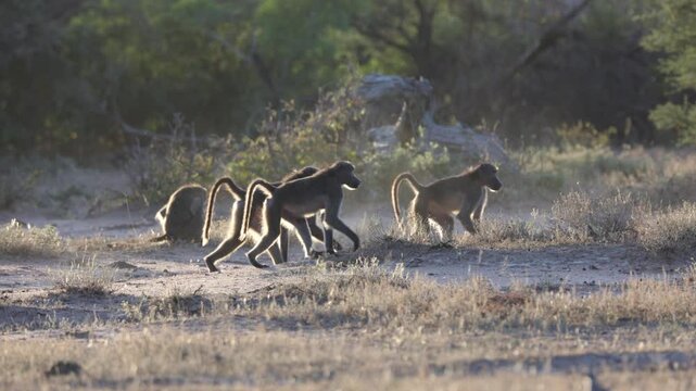  A large troop of chacma baboons in golden light