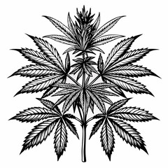 cannabis leaf vector