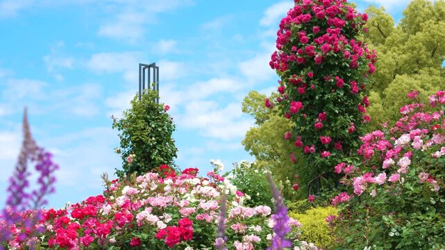 山下公園の美しいバラ園の風景 Beautiful rose garden scenery in Yamashita Park. Yokohama City, Kanagawa Prefecture, Japan
