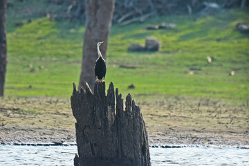 A single bird waiting to hunt