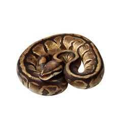 ball python curled isolated die cut 
