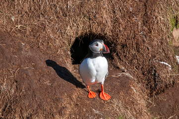 Hafnarholmi Iceland, atlantic puffin standing in front of burrow on sunny morning