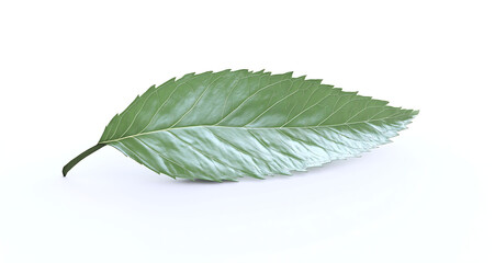 Obraz premium Fresh Mint Leaf Close-Up on White Background with Soft Lighting, High-Res Photo