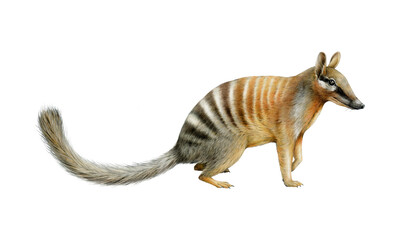 Numbat Australian animal watercolor realistic illustration on white background. Myrmecobius fasciatus marsupial Australia endemic mammal. Numbat cute small anteater side view