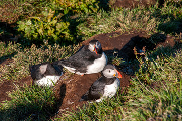 Atlantic puffins relaxing in colony