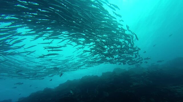 Maratua, Indonesia: Underwater footage of a large school of barracudas swirling in the water of the Chanel scuba diving site in Maratua in the Derawan islands in Indonesian Borneo