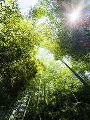 Bamboo forest: tall stems and natural light in a dense, green environment
