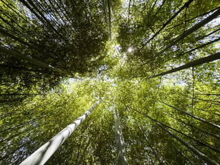 Bamboo forest: tall stems and natural light in a dense, green environment