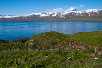 Hafnarholmi  Iceland, view across atlantic puffin colony and bay to snow capped mountains