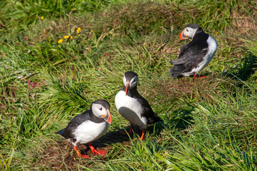Hafnarholmi  Iceland, atlantic puffins standing in colony