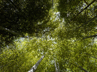 Bamboo forest: tall stems and natural light in a dense, green environment