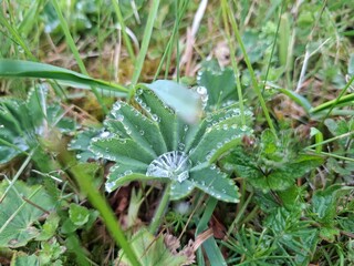 aloe vera plant