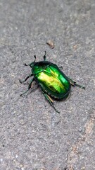 Close-up of a vibrant green rose chafer beetle (Cetonia aurata) on a textured surface. Macro photo showing metallic iridescent body and fine details of the insect. 