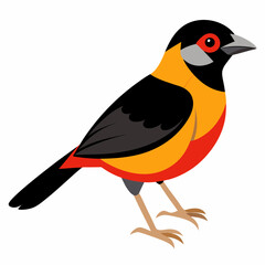 Fototapeta premium Realistic full-body image of the rare Antioquia Brush Finch bird on a clean white background.