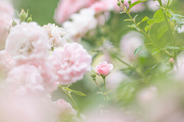 薔薇