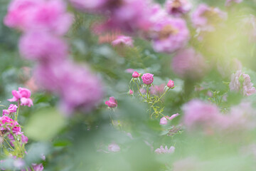 薔薇