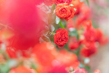 薔薇