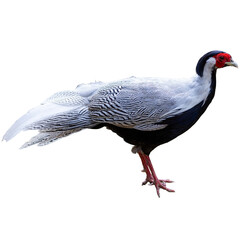 Naklejka premium Close-up of a Silver Pheasant, a wild bird with striking feathers and a sharp beak, with eyes intently observing nature.