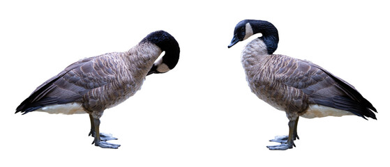 Canada Goose isolated on white background