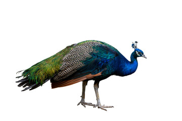 Obraz premium Colorful male peacock with vibrant blue and green feathers, head, and tail, isolated on white