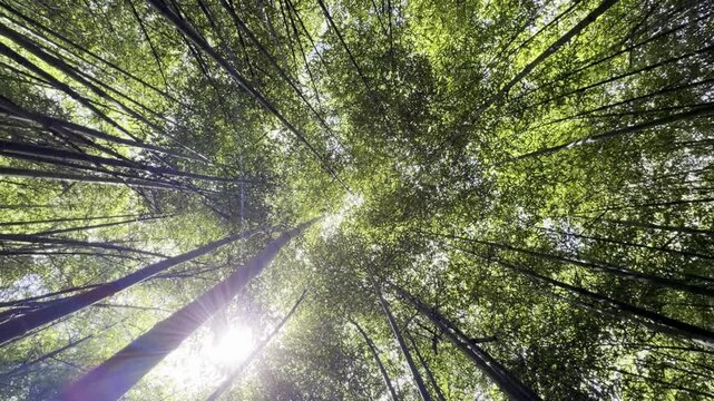 Video of a bamboo orchard: tall stems and natural light in a dense and green environment.