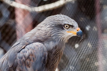 A captivating close-up of a Black Kite, showcasing its intense gaze and detailed plumage, within the confines of its enclosure, highlighting wildlife in a controlled environment.