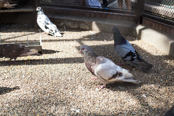 Fototapeta premium Common Feral Pigeon Standing on Gravel Ground