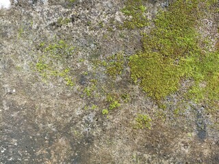 Green Moss on Aged Concrete. Vibrant green moss patches on a weathered concrete surface, creating an organic and textured background