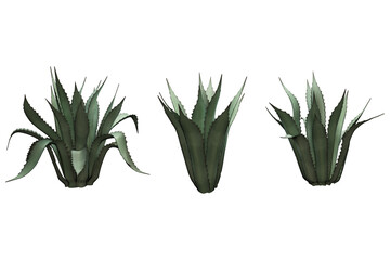 Green agave plants against a white background.